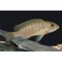 Pseudotropheus Daktari